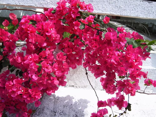 三角梅：热带风情， 全年绽放