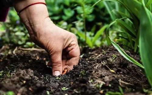 土壤温度与肥料