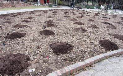 Zuo好保暖， 让月季花有个温暖的家