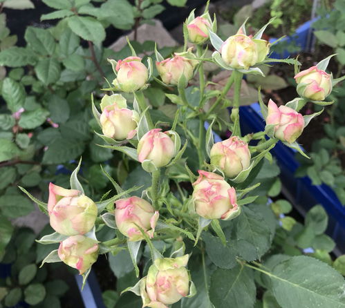 阿维甲氰：养花者的双刃剑