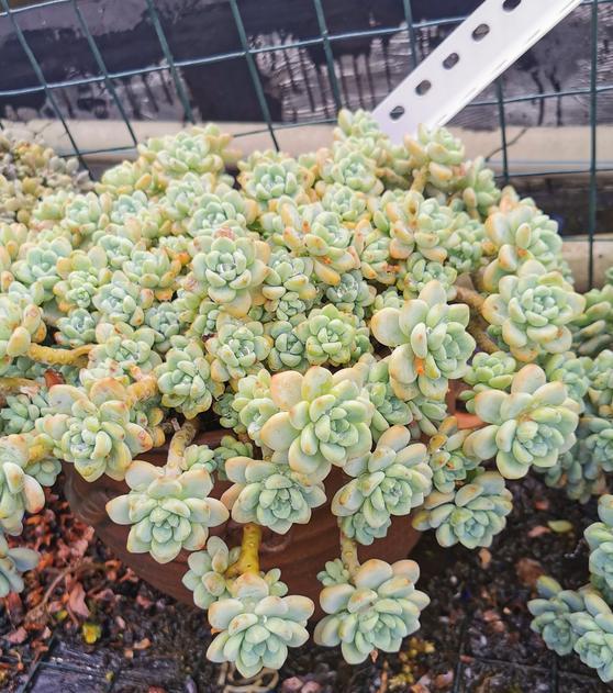 劳尔上盆后的日常养护全攻略