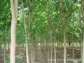 无患子籽播苗四公分：成长之路漫漫兮