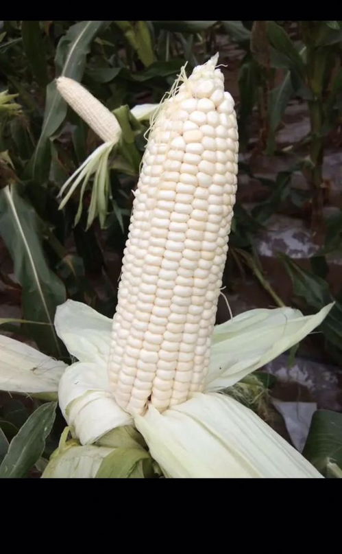 密甜糯1号玉米种子，高产、甜糯、抗病