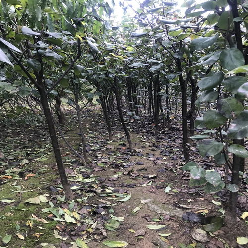 植物园的种植时刻表