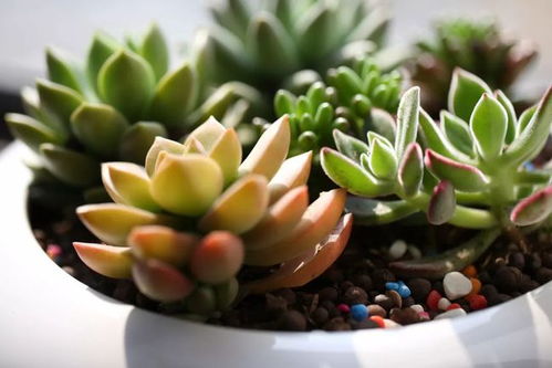 多肉怎么养才能更旺盛？光照和浇水是关键吗