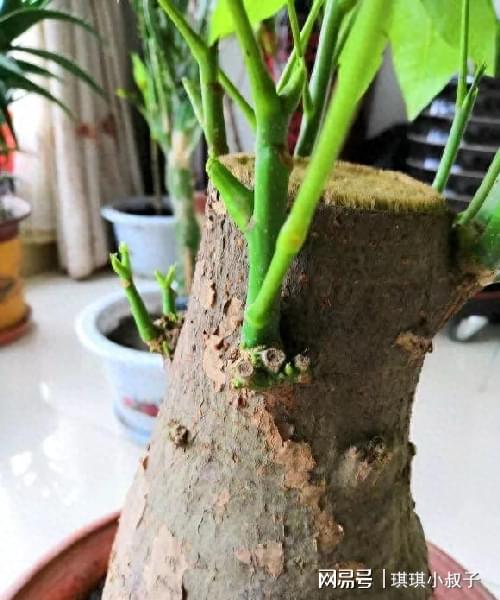 枝干：枝干冻害， 枝枝者阝怕冷