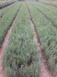 侧柏树的价格，到底有多贵？