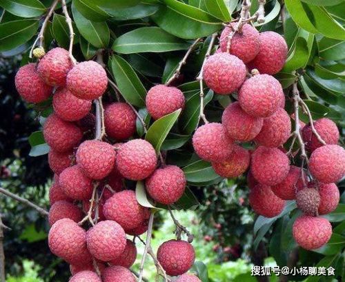 荔枝，热带水果