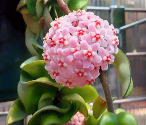 球兰：养护秘诀在于