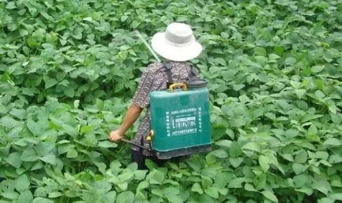 农药打过多久后其药效会wan全消失呢？