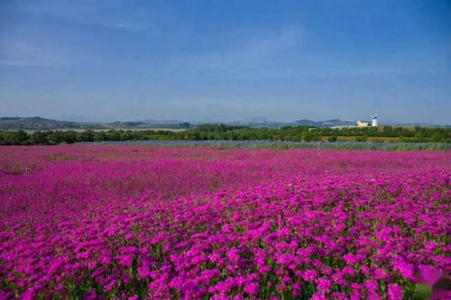 海水里的花仙子——海芙蓉