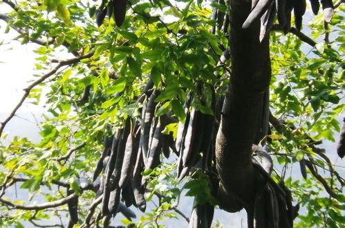 皂角子种植的黄金时机揭秘