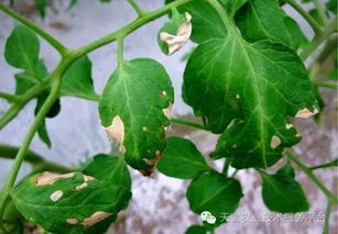 哪种除草剂对菜地青菜安全，能有效去除杂草而不伤及青菜？