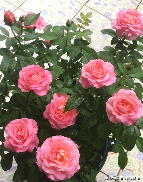 月季花在室外怎么养殖？如何让花朵更加艳丽