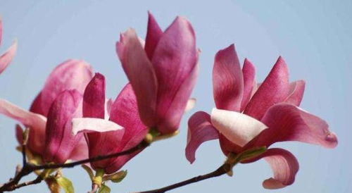 2. 玉兰：早春的白色盛宴