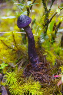 生物农药和微物制剂