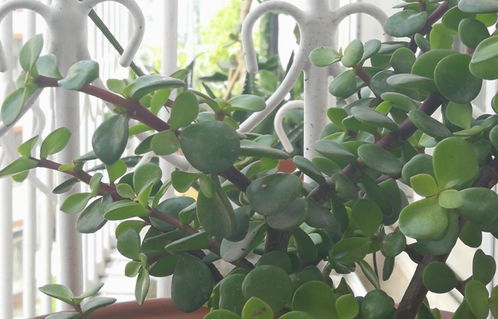 光棍树多肉植物怎么养？如何让它枝繁叶茂
