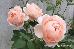 月季花中的“荷花”