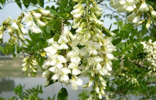 红洋槐花与普通槐花有何不同？能否食用