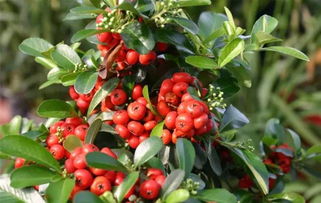 火棘与富贵籽：红籽家族的神秘面纱