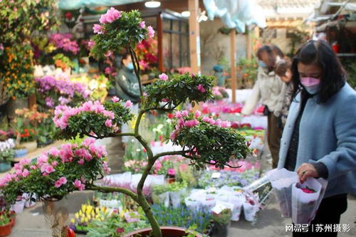 市场概况：花卉的海洋， 品质的保证