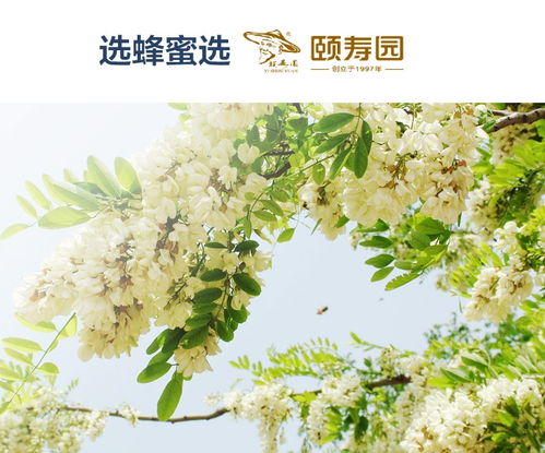 梧桐树在哪些地方条件适宜生长？