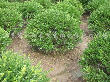 大叶黄杨的恢复期