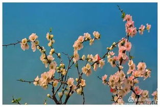 蓝莲花是什么花？这种花背后竟有这些故事