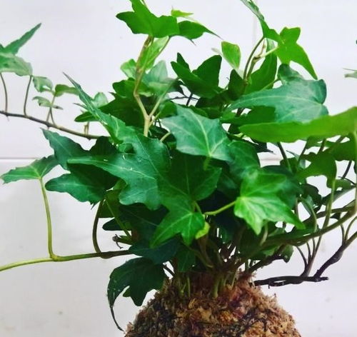 哪种健康绿植既能净化空气又能有效防病菌