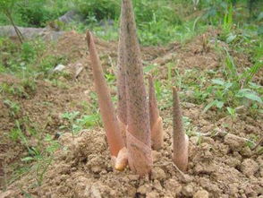 魔芋种植常见杂草及影响