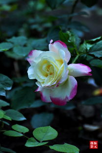 月季花，那朵美丽的花儿