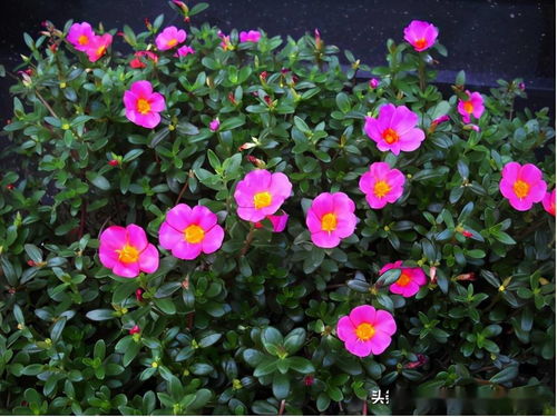 二、 栽培花种的季节要注意什么