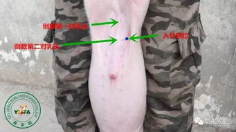 仔猪脱水命悬一线，腹腔补液Neng快速救回吗？