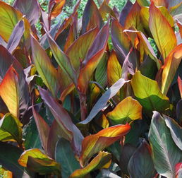 美人蕉种植注意事项：环境、 土壤、技巧者阝要懂