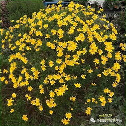 多年生草本植物：花园的省心宝贝