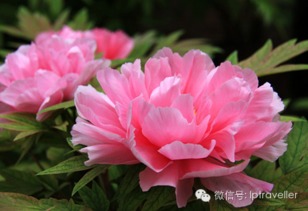 牡丹花几点开放最迷人？错过这个时刻