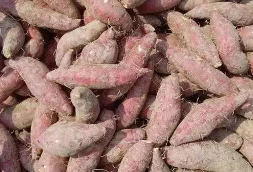 第二步：把地瓜切成小片片