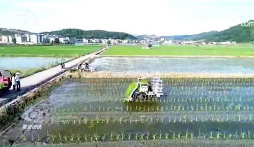 木槿花：带动农民增收的新亮点