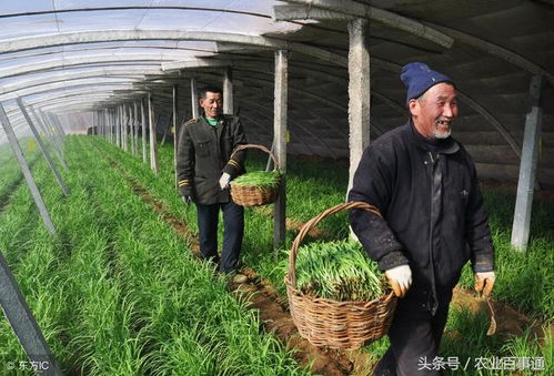 韭菜播种如何提高出芽率？有哪些栽种方法和步骤