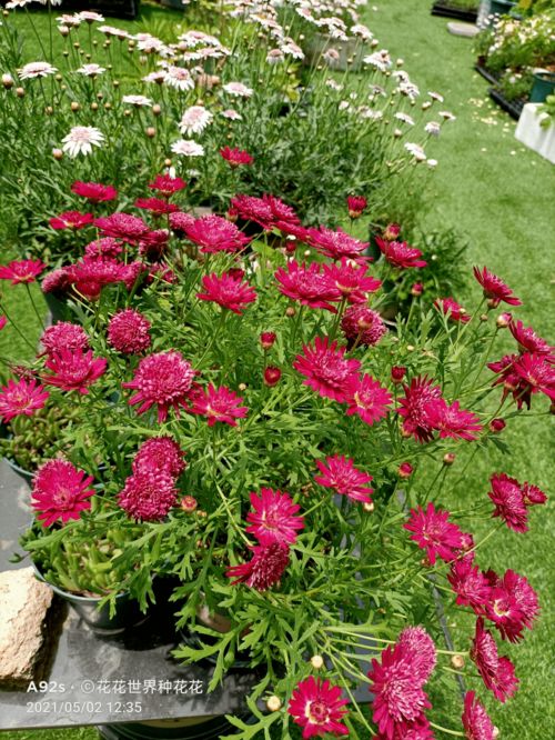 夏天正午适当遮阴就嫩活