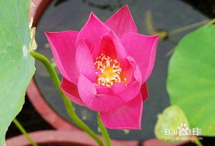 宿迁荷花苗批发，便宜到不可思议！