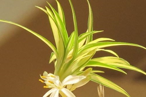 氮肥施用过多，钾肥太少