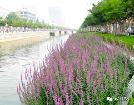 春天适合播种的植物