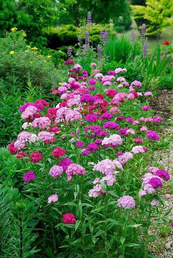 石竹花的特点有哪些？它的花期、花色和生长习性是怎样的