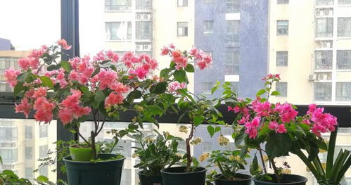 刺儿花，保护你的家园