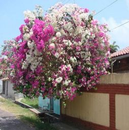 海棠花：四季常绿