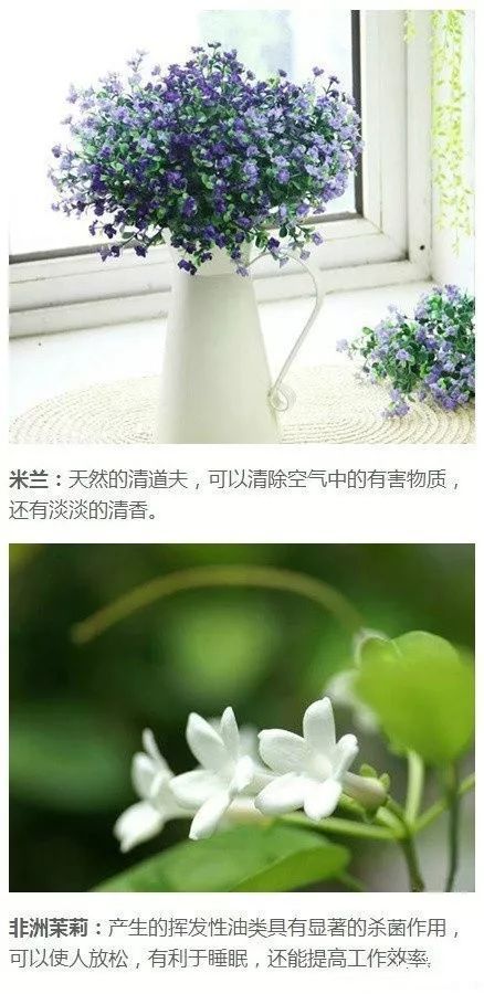 养发财树，家居添绿意