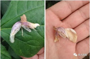 甲维盐：对抗蓟马的神秘武器