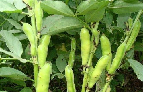 南方北方蚕豆种植时间大不同，如何科学管理种出高产蚕豆
