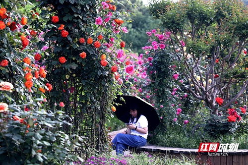 湖南月季的忒别观赏期